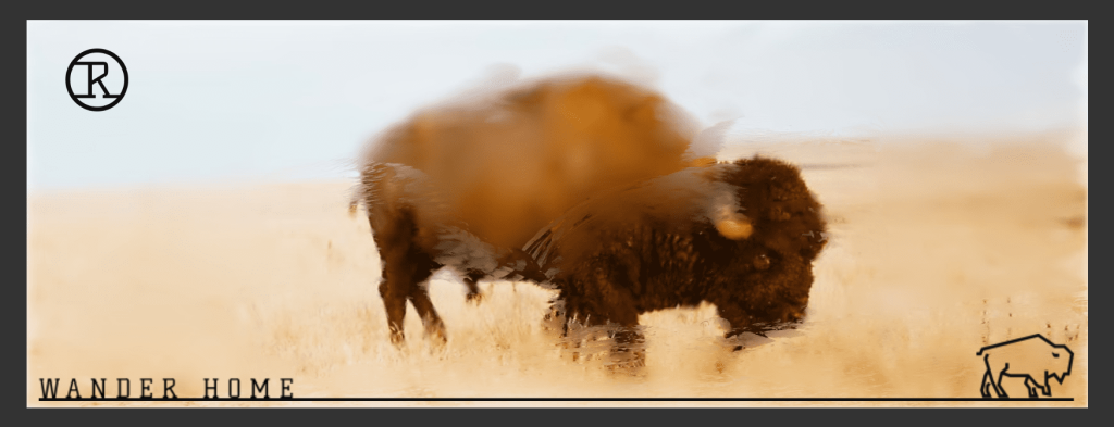 Bison in a Montana landscape